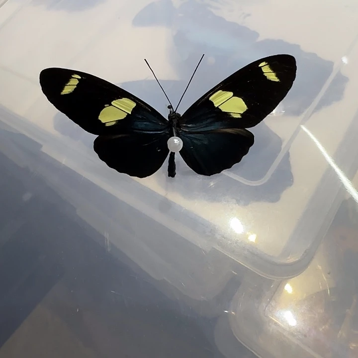 ～***～栓袖蝶蝴蝶标本专拍