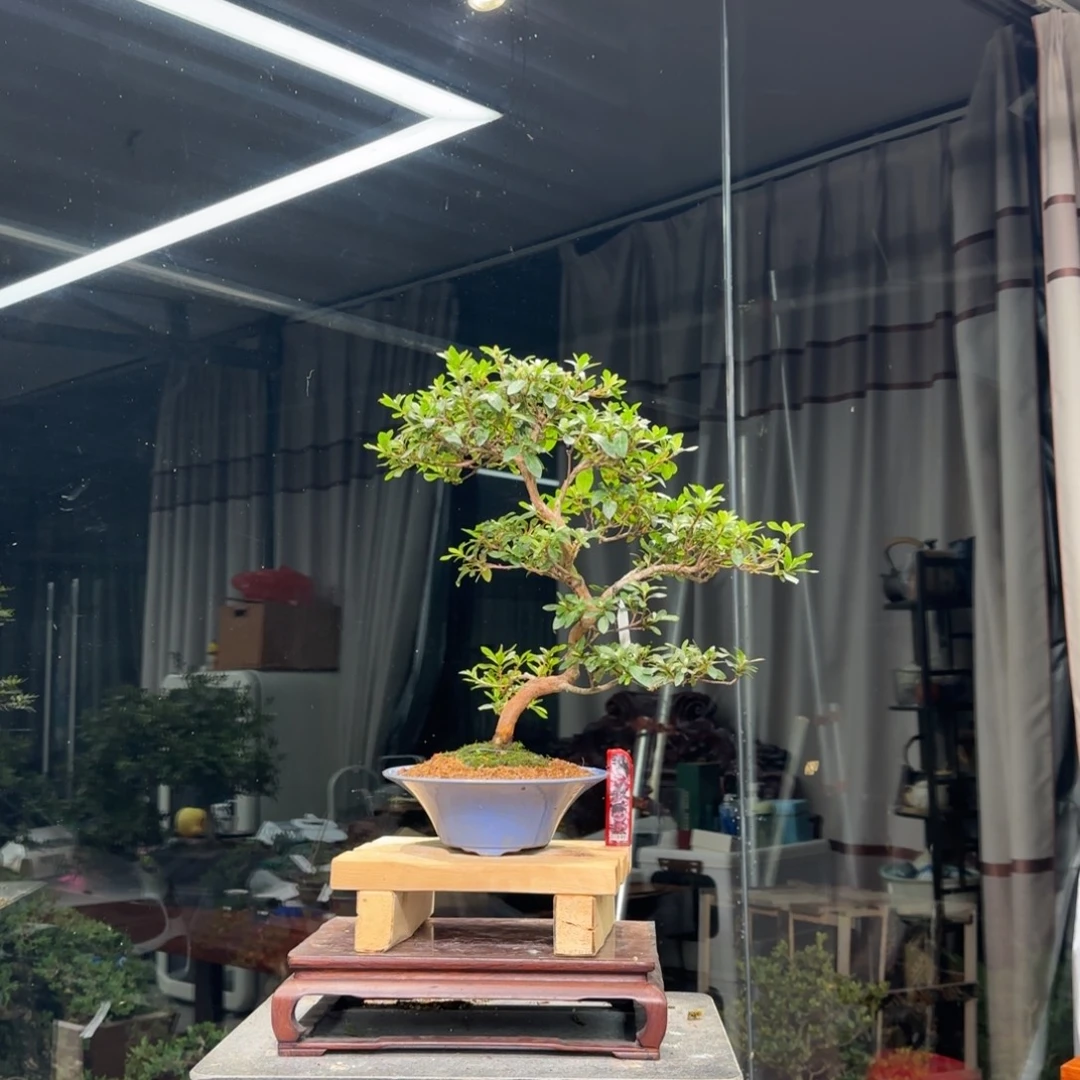 盼***）无花朵花卉苗木1830