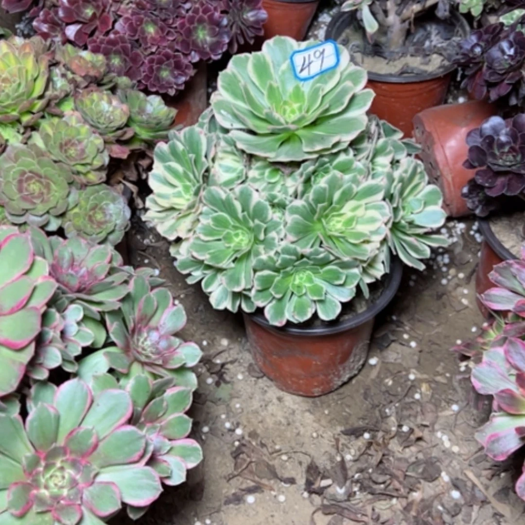 【闪购商品】迈八赫49