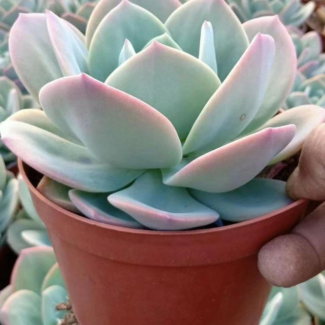 白凤多肉植物大棵盆栽阳台窗台绿植花卉多头群生耐旱新手好养肉肉