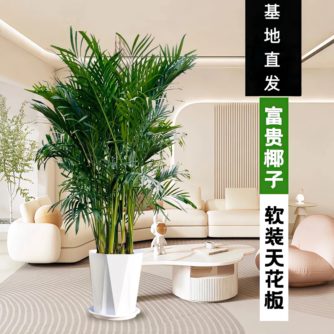 【1.5-1.7米】富贵椰子室内观赏植物客厅办公室除甲醛净化空气盆景