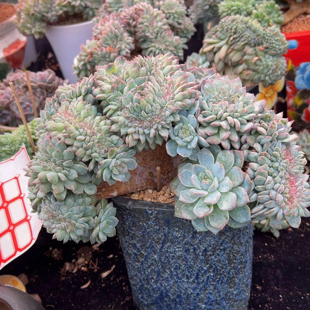 *****草莓冰沙琥珀缀化