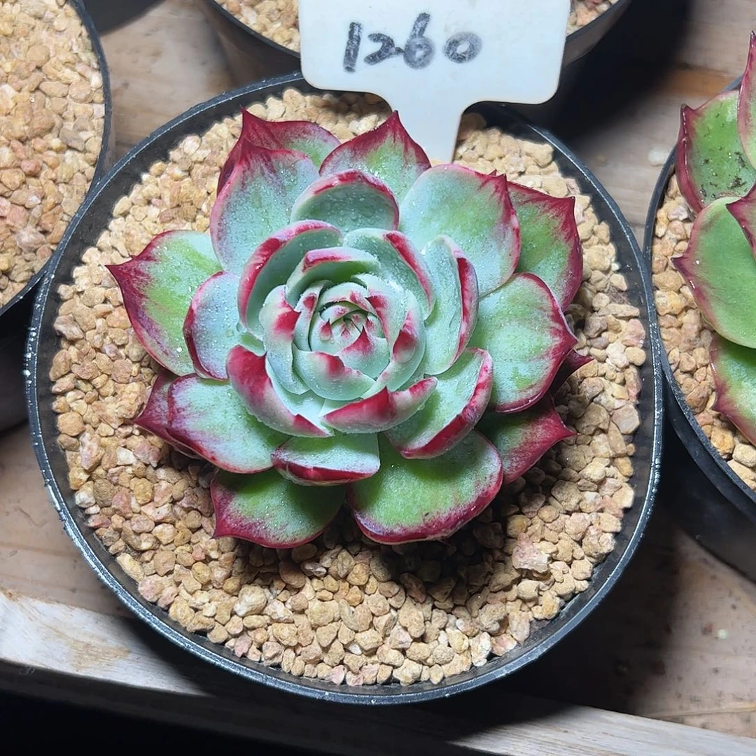 小***马惊鸿仙子一物一拍1260号