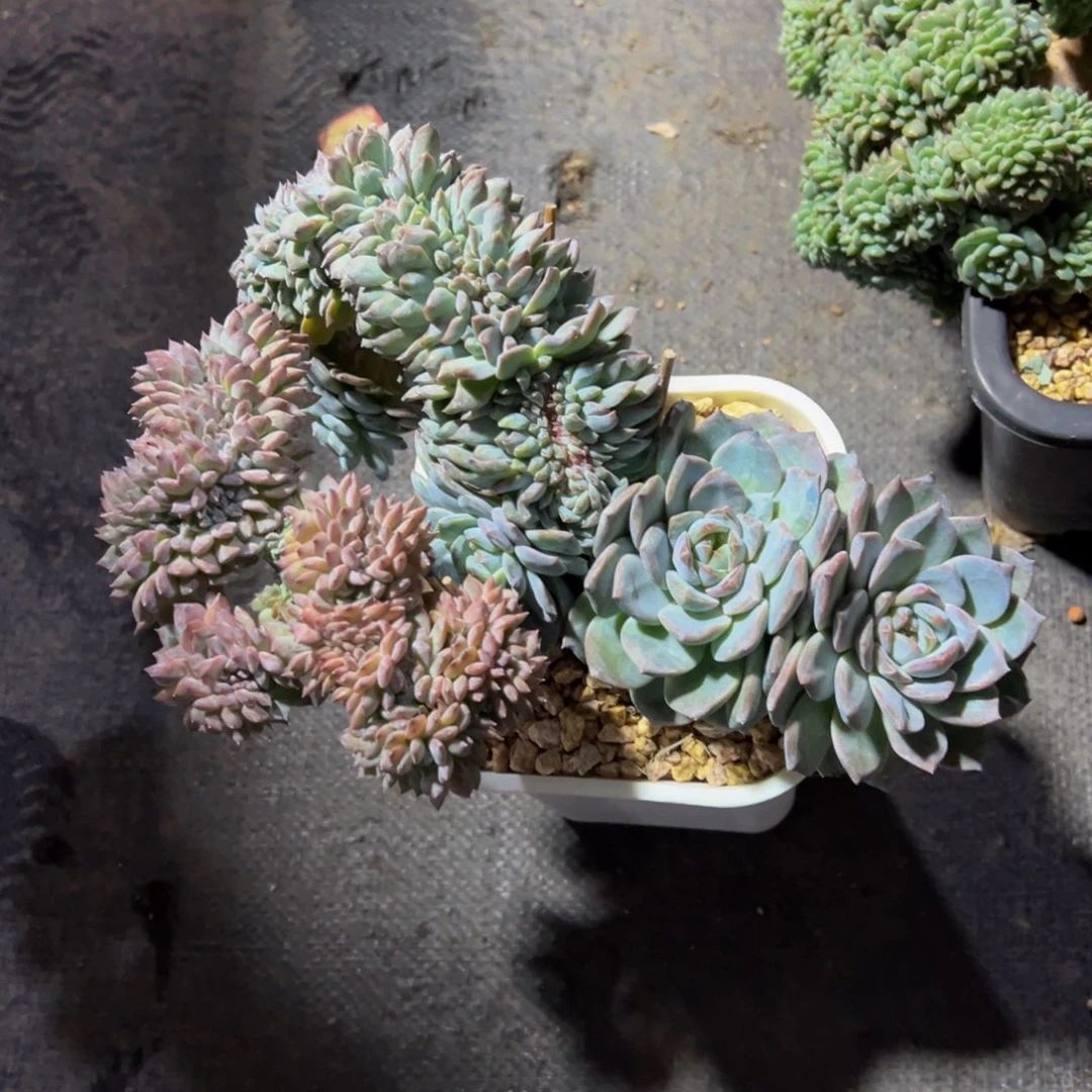 秘境琥珀缀乌梅子