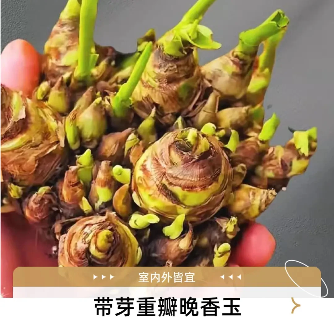 重瓣浓香型晚香玉种球盆栽夜来香多年生球根植物室内外庭院花卉
