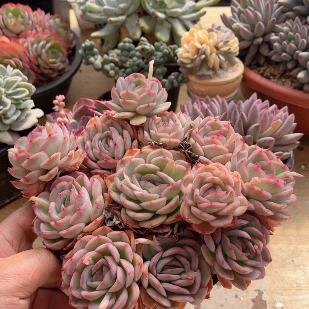 【闪购商品】361草莓奶