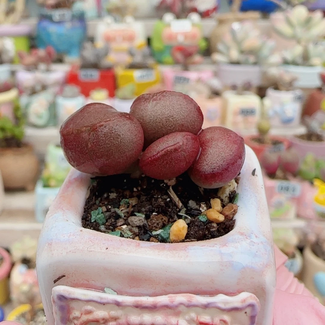 可爱红蛋 盆口2.5cm