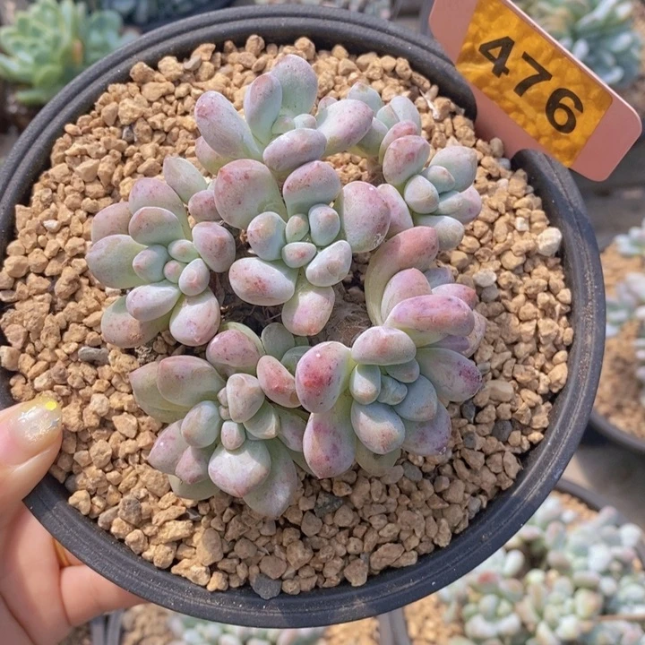 476号丸叶香水群1111
