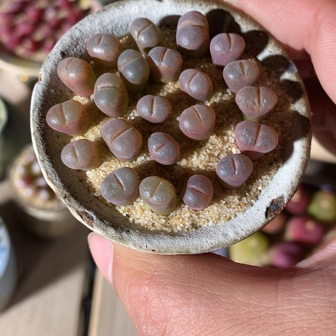 三颗白花c10风铃。