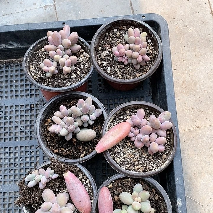 点***福多肉植物yi wu yi pai