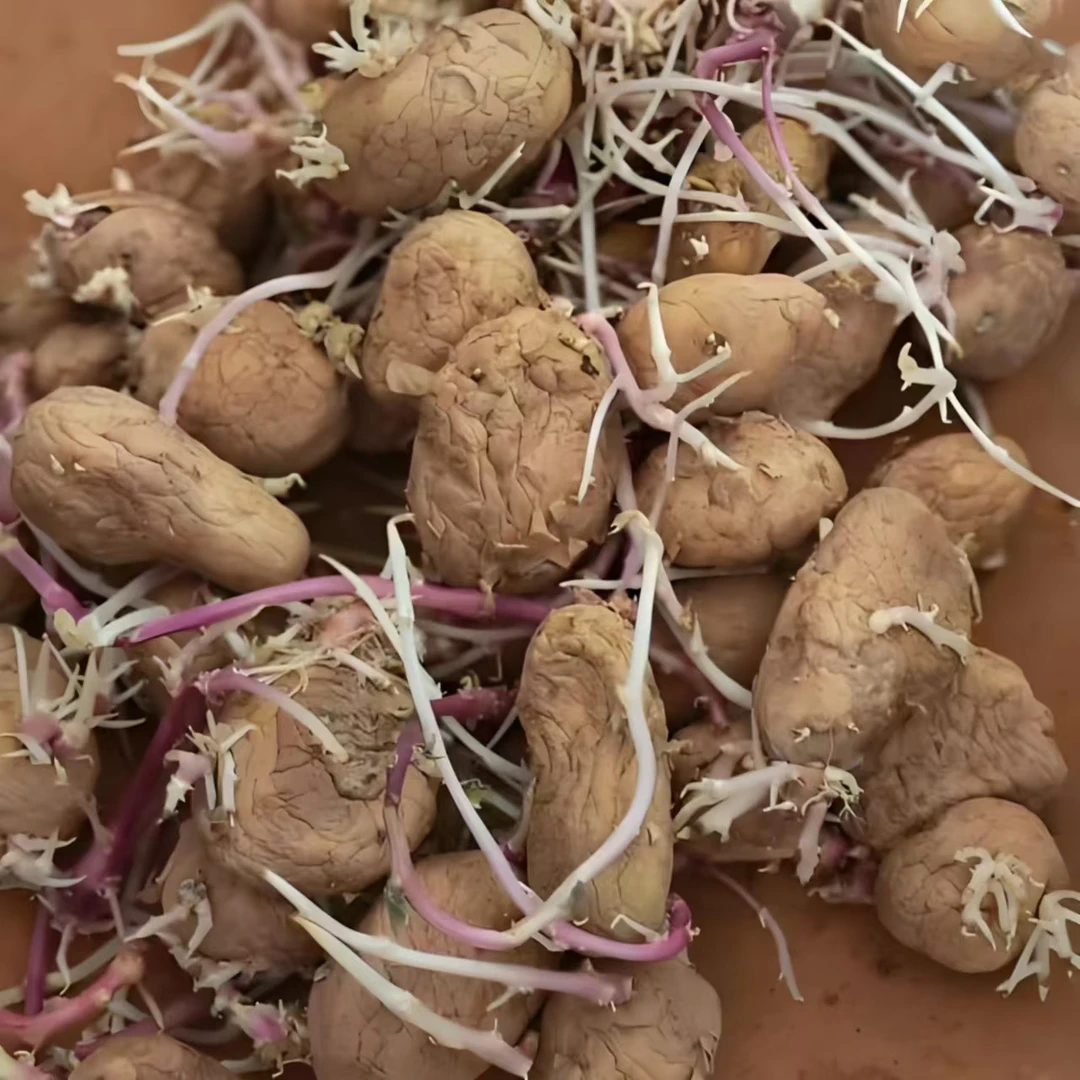 贵州农家自种老品种土豆干巴洋芋米拉洋芋