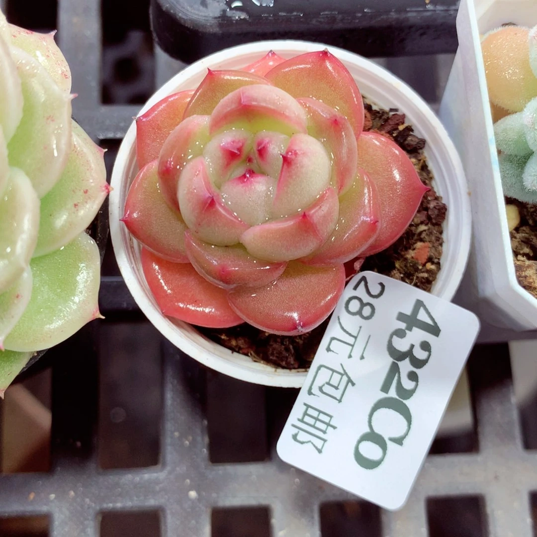 5厘米盆精控多肉432