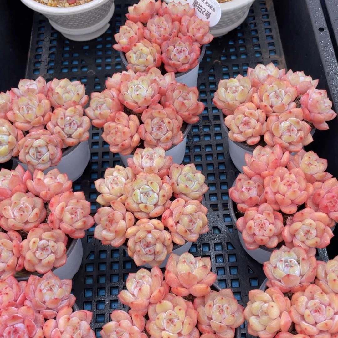 量拍2号 优选仙女橙单头拼盘七个