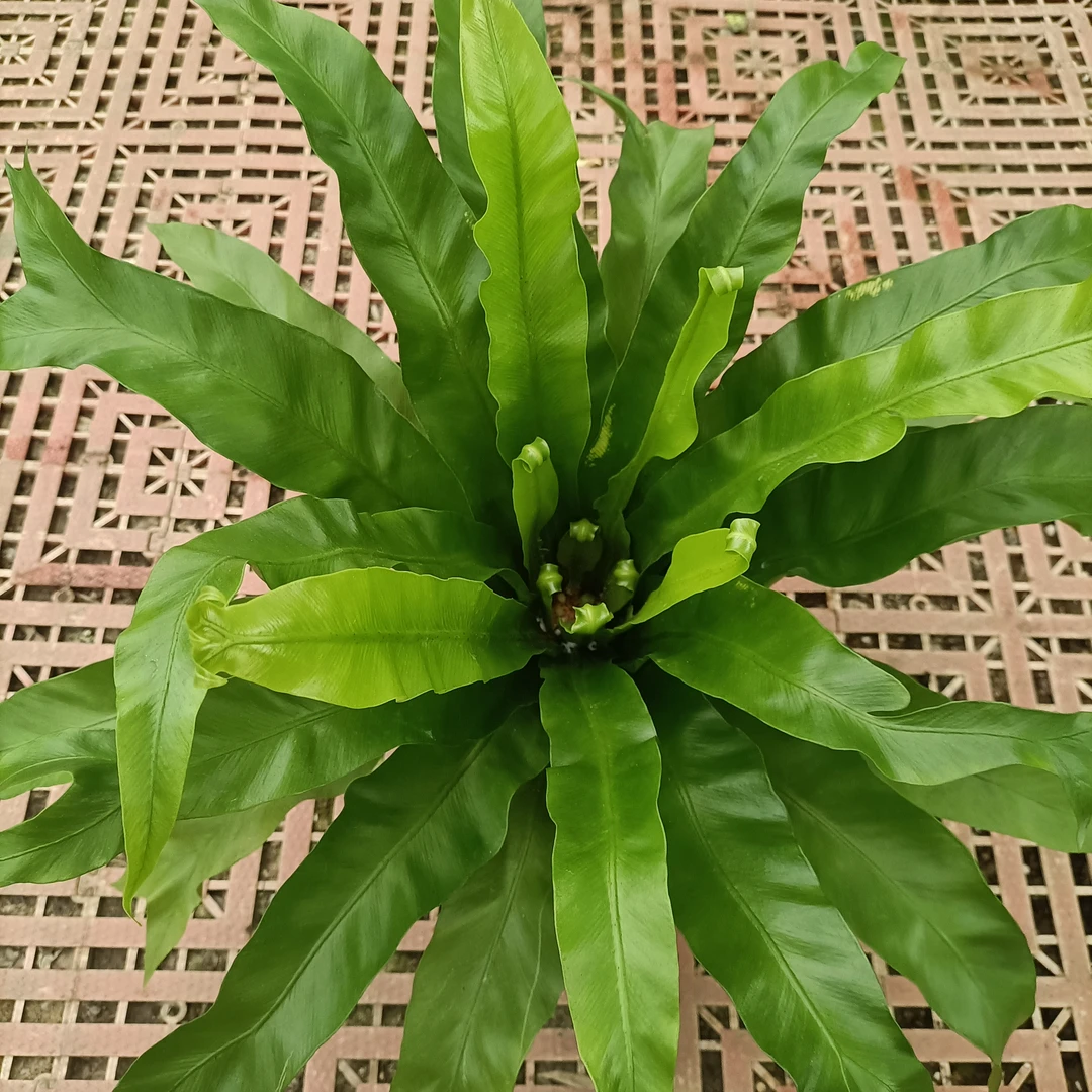 〔只发新疆〕展叶鸟巢蕨盆栽绿植室内北欧风格好养净化空气包邮