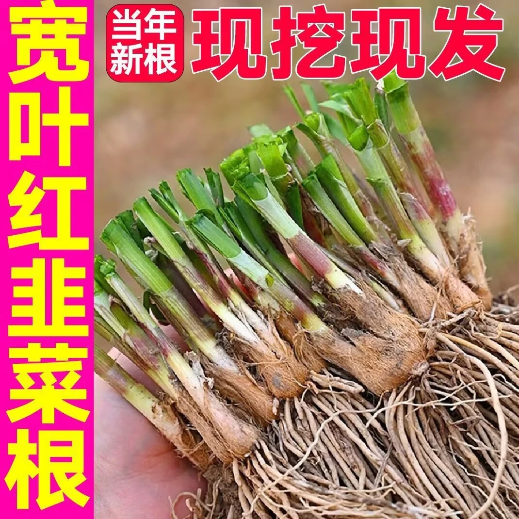 新鲜中宽叶韭菜根四季阳台庭院紫根红根韭菜根5个月韭菜新根