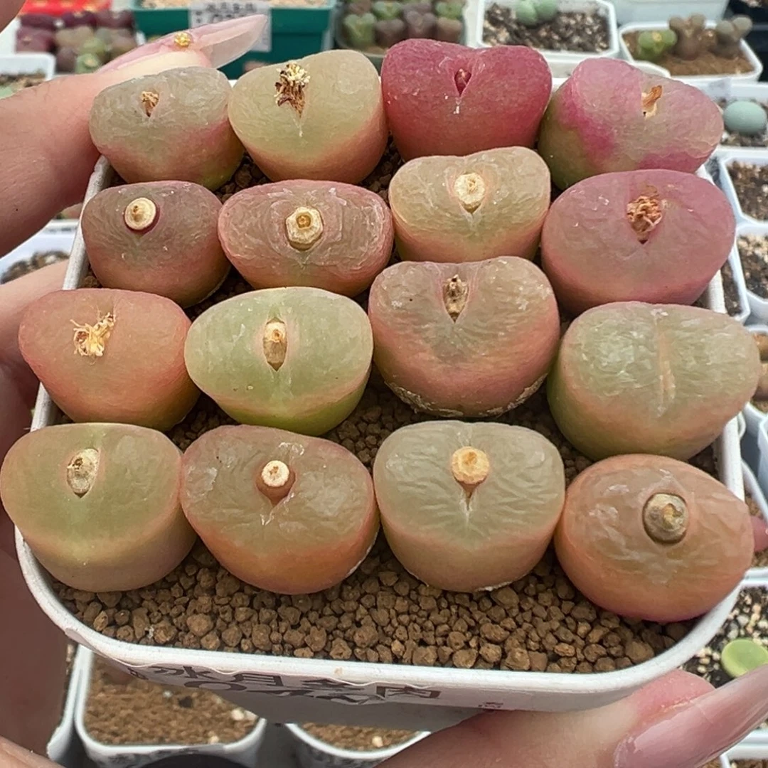 048。毛汉尼裸根发货