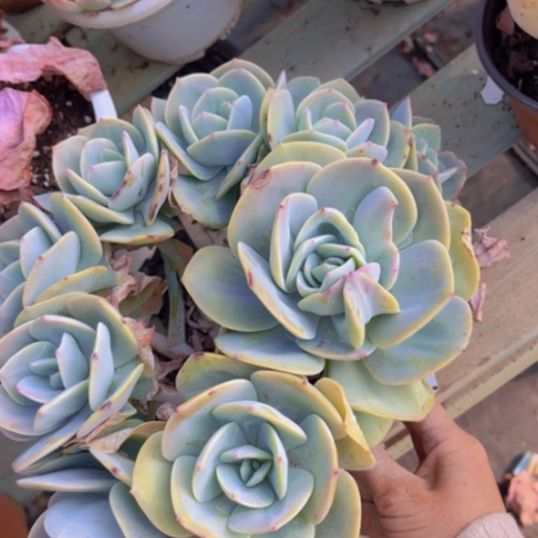 【闪购商品】凤杂带石化20239