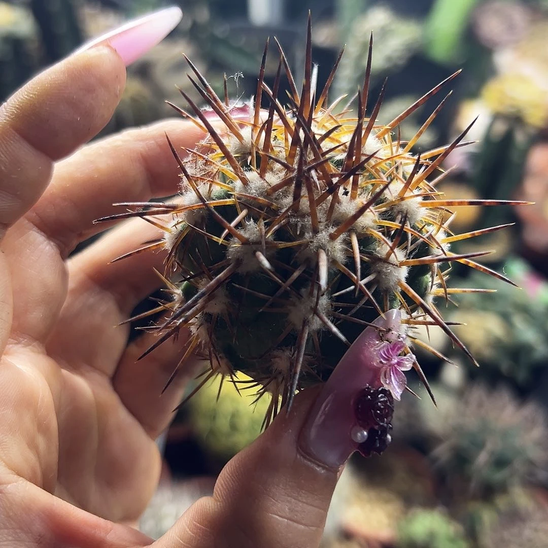 舞龙丸有根仙人球111111111