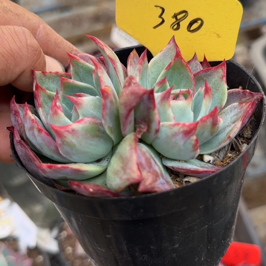 惊鸿一物一拍包装收缩花旱380