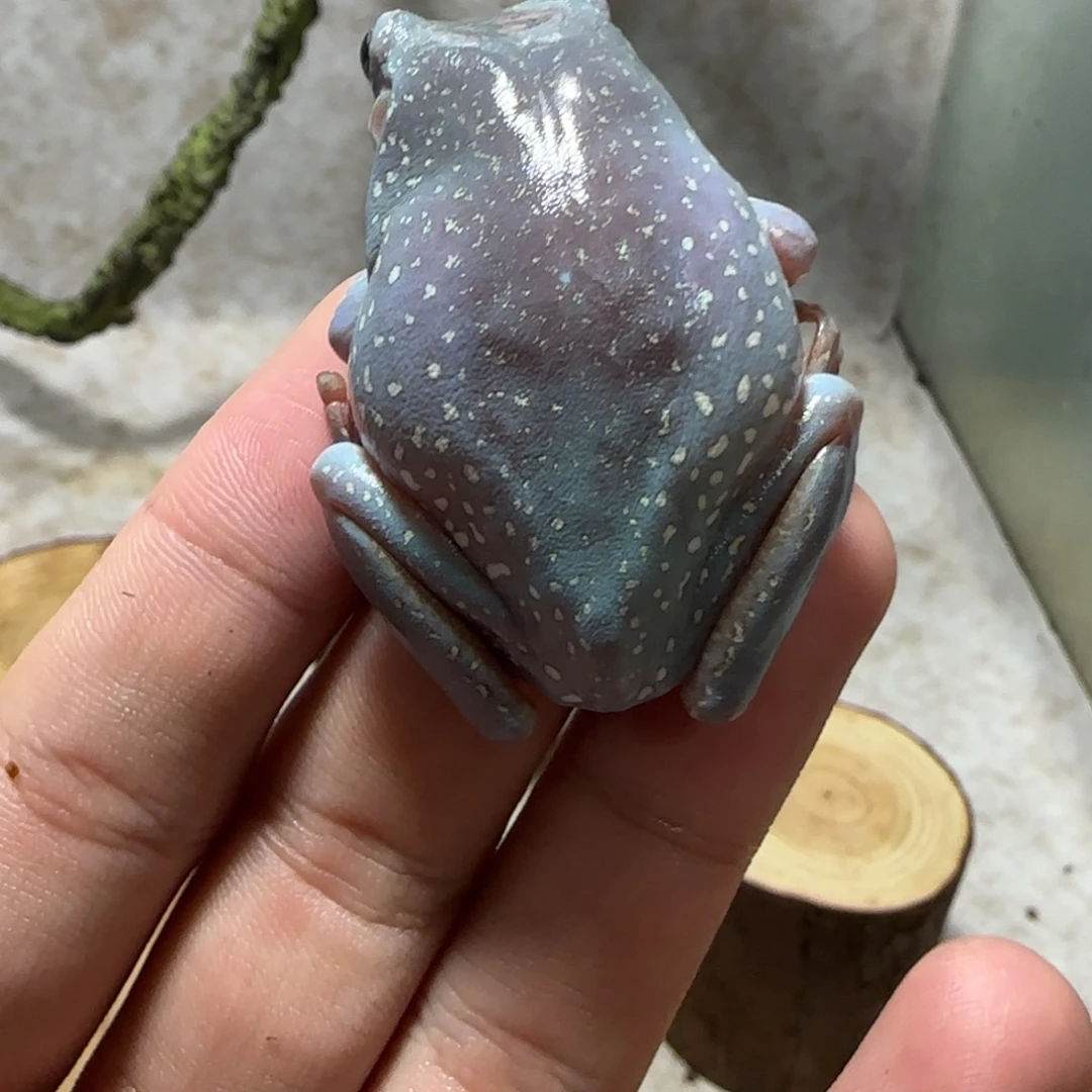 老爷树蛙1 奥蓝小金暴雪