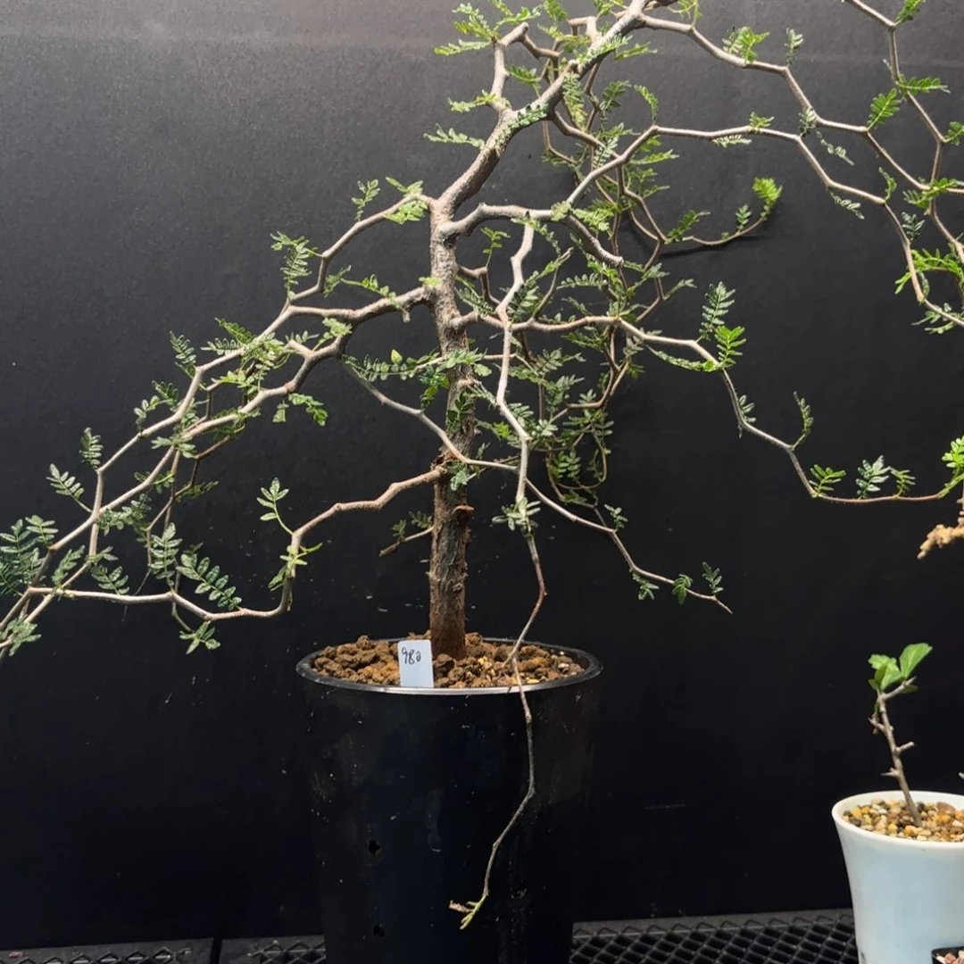 滔天橄榄带盆土j