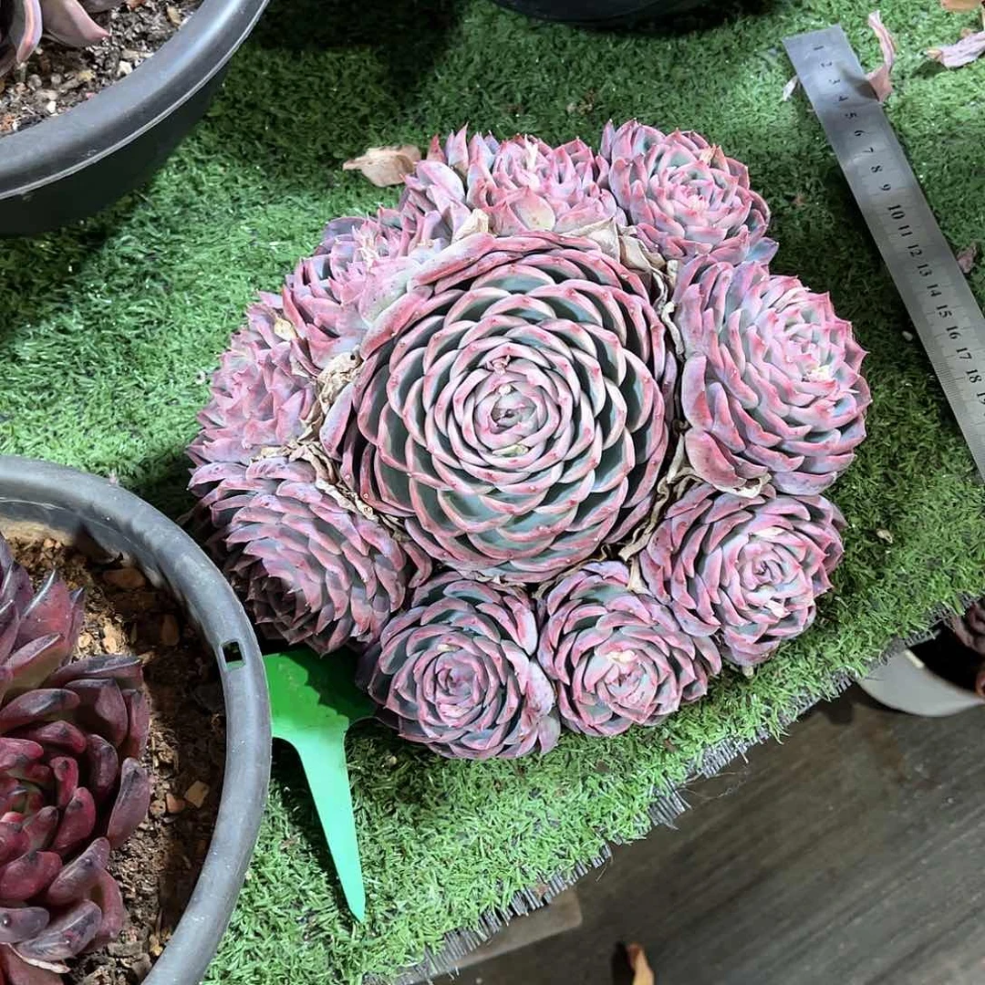 柳****园侧影多肉植物老桩59