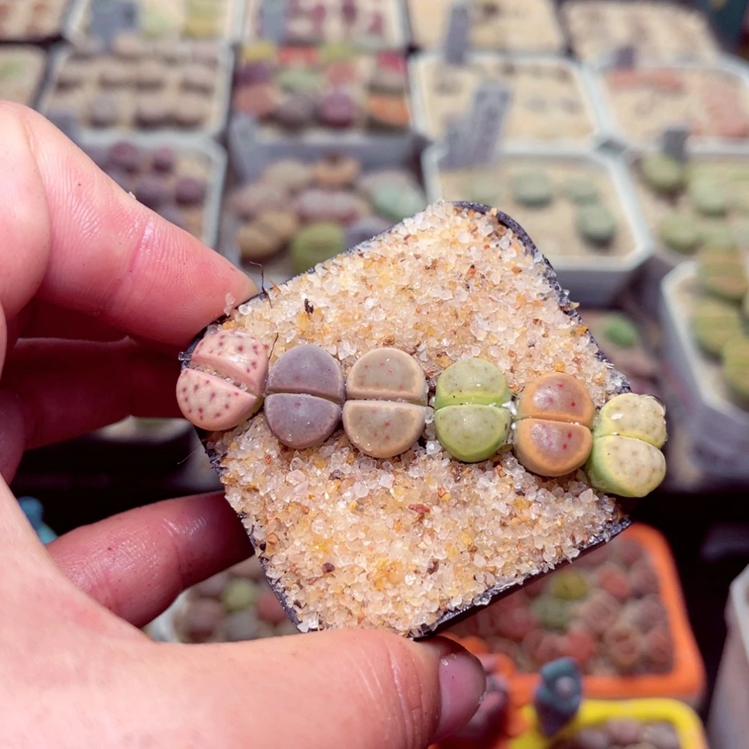 247号带盆包邮发货