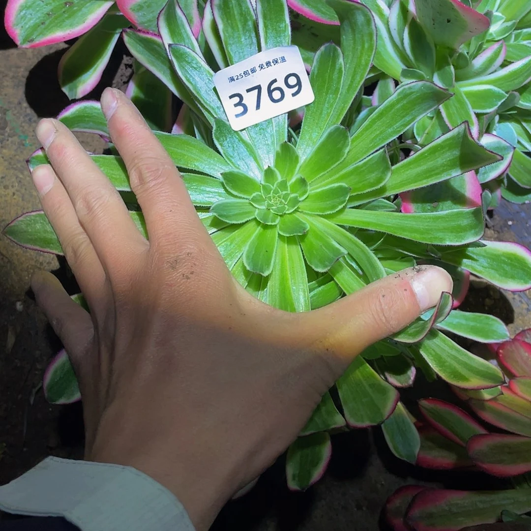 3769天合多肉植物