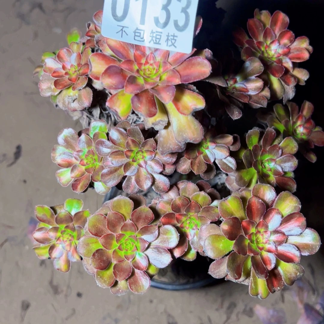 晚霞多肉植物0133