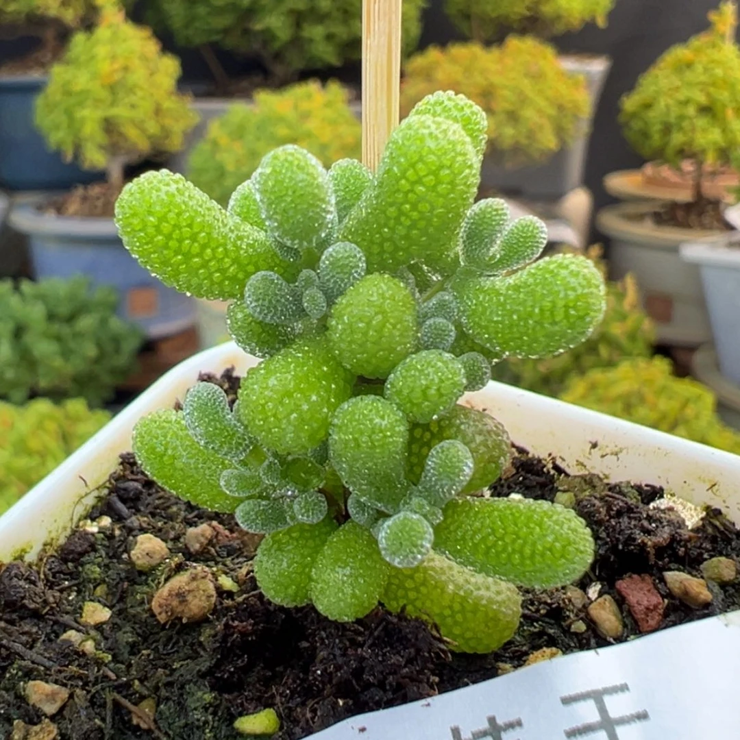 【闪购商品】dy6802小小小翡翠盆口5cm