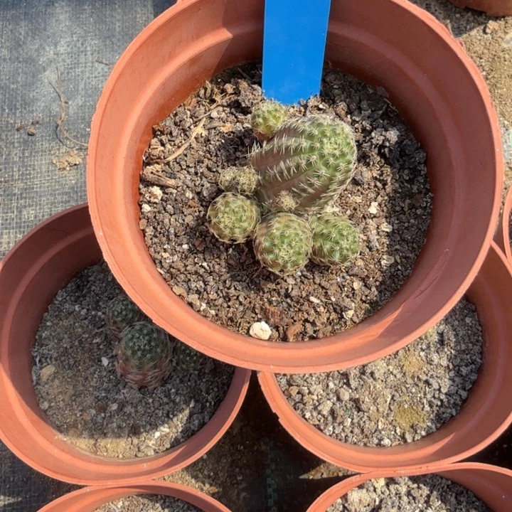 木***兰中间丽花仙人球169