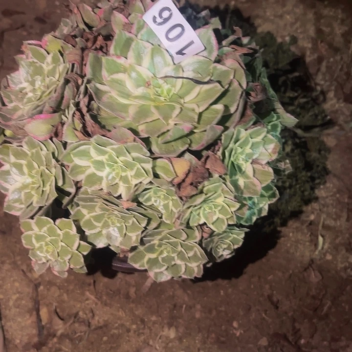 106万花筒多肉植物不售后