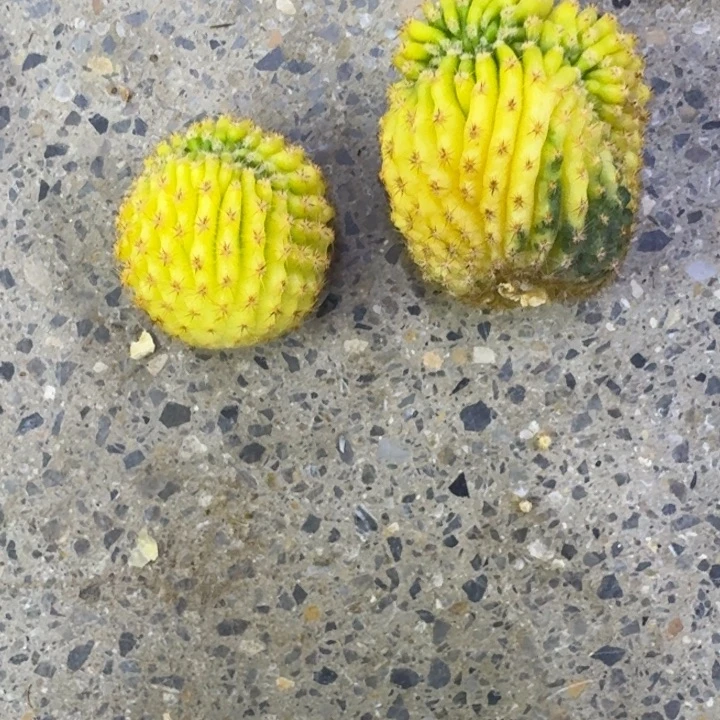 30彩草缀化锦歪无根侧牙其中一个,20包邮