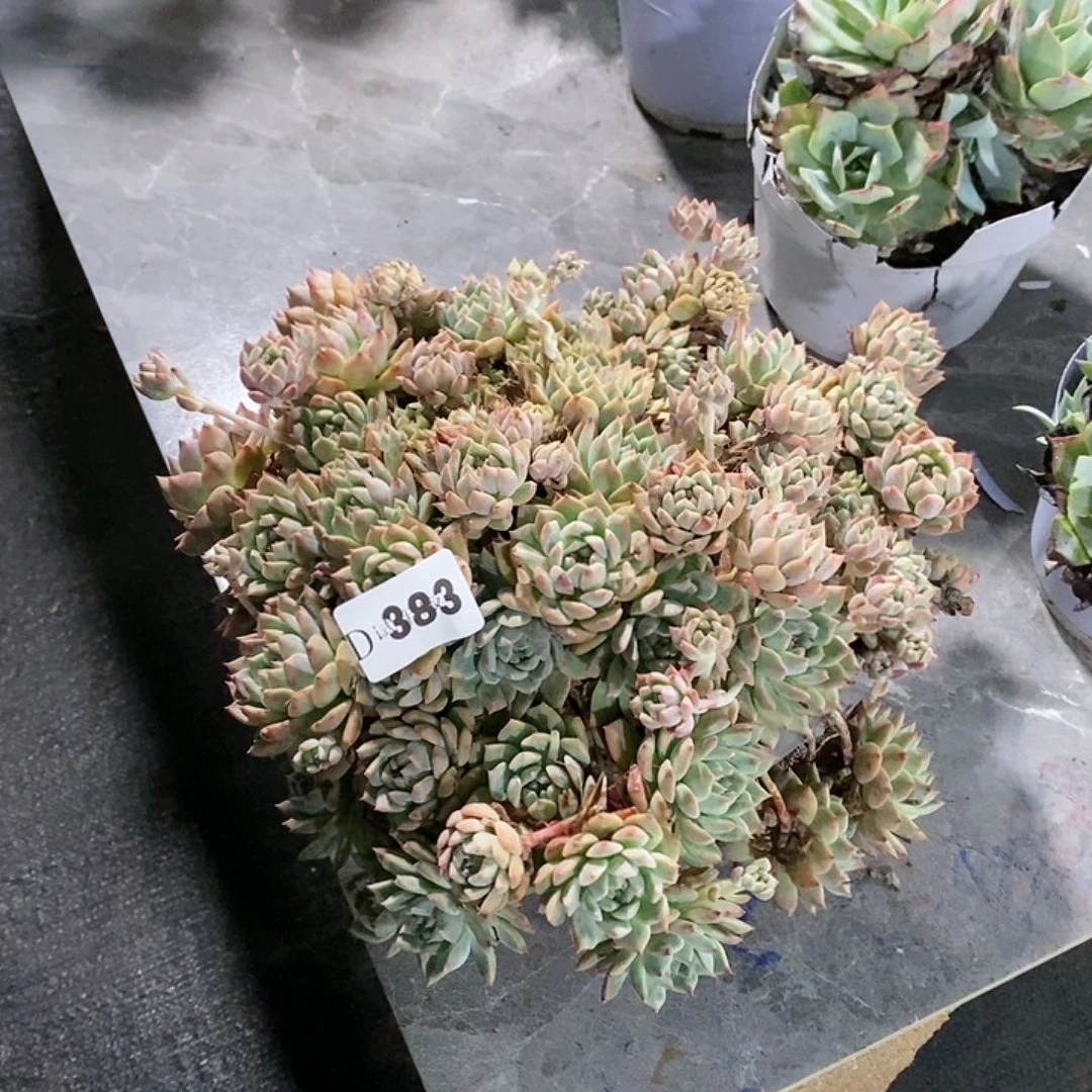 姐**_383霜花多肉植物