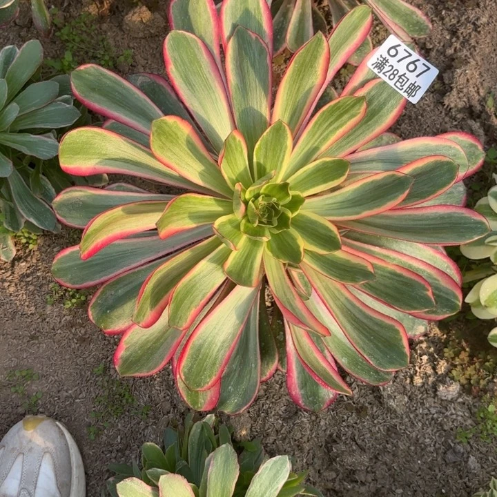 H.  6767红魔女多肉