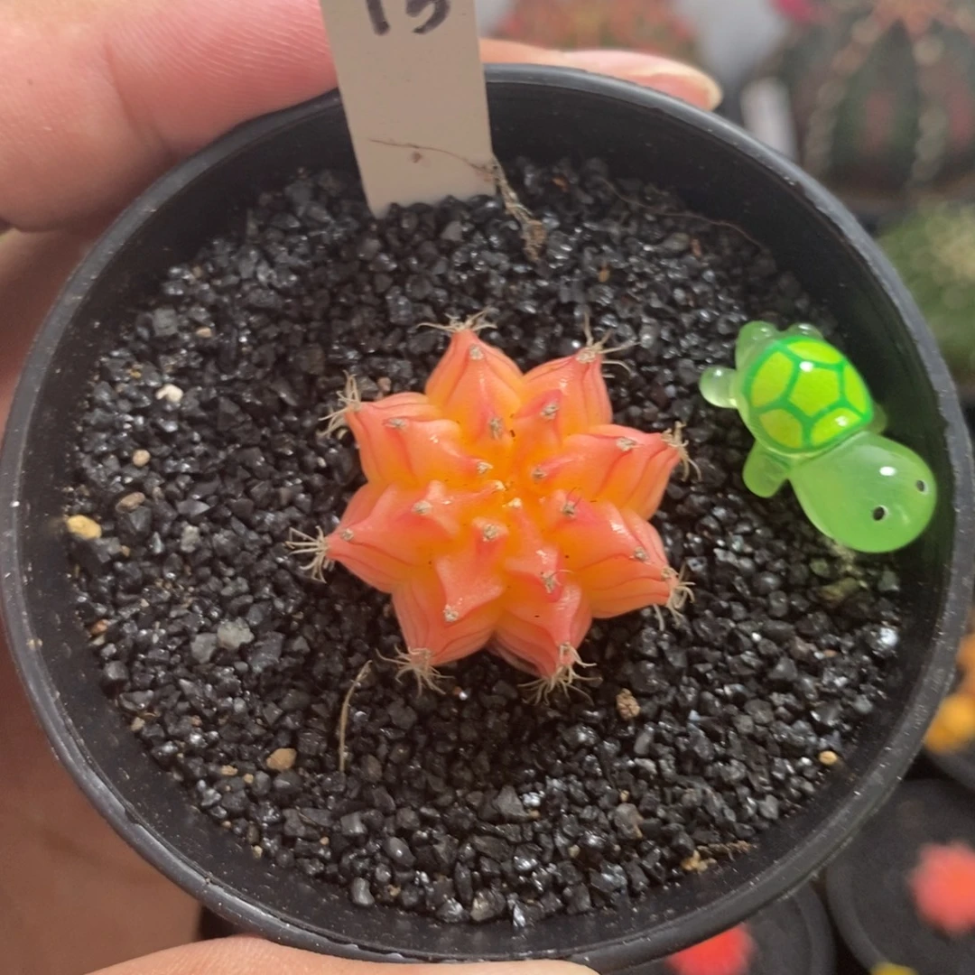 精品米哈—脱土发货31