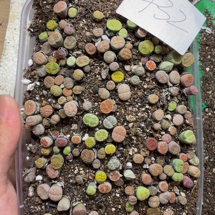 多肉植物的生长发育432