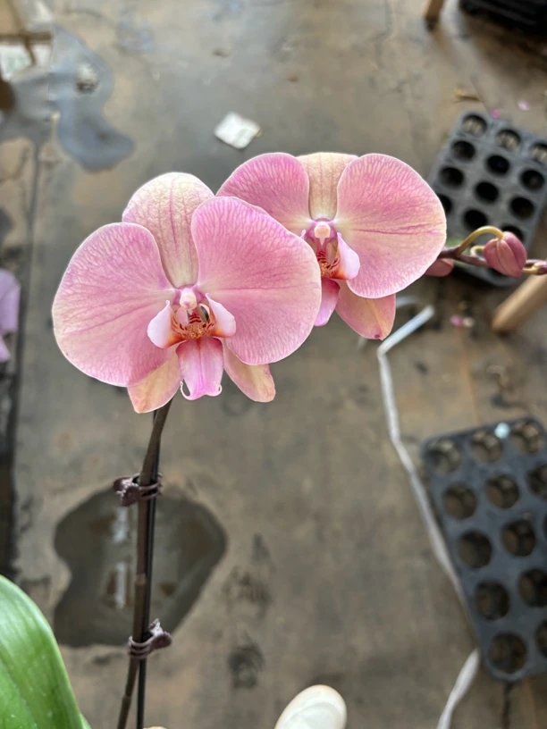 蝴蝶兰——[罗马] 开花发货