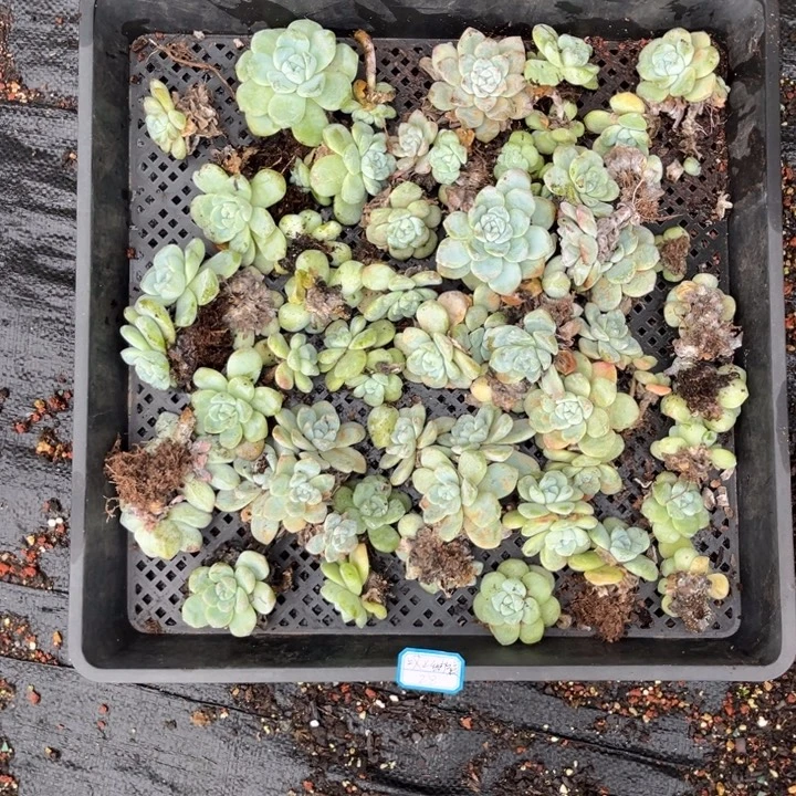 哎****冰玉多肉散货处理不退货不包整不包损