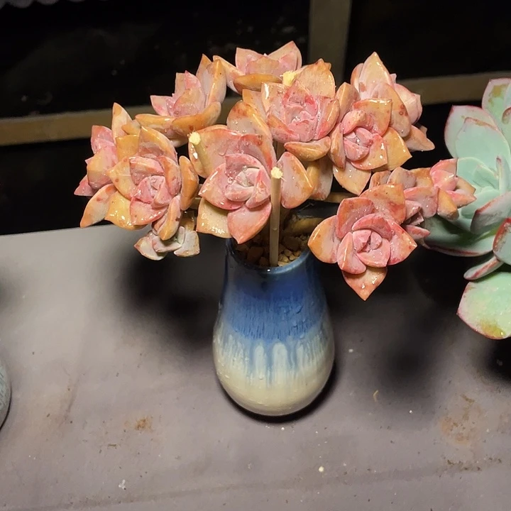 x***z多肉植物彩虹糖缀化