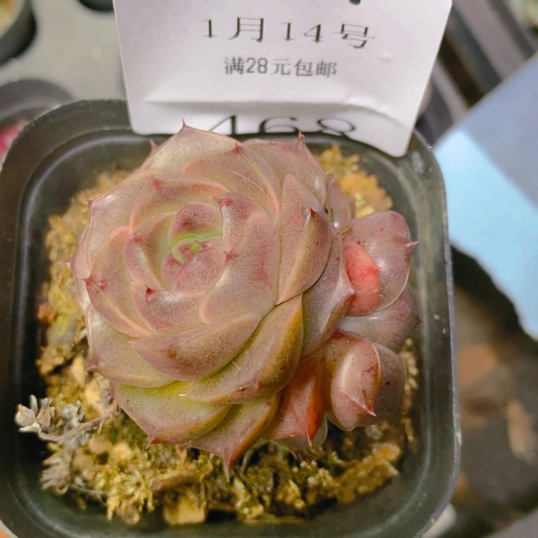 【闪购商品】云467