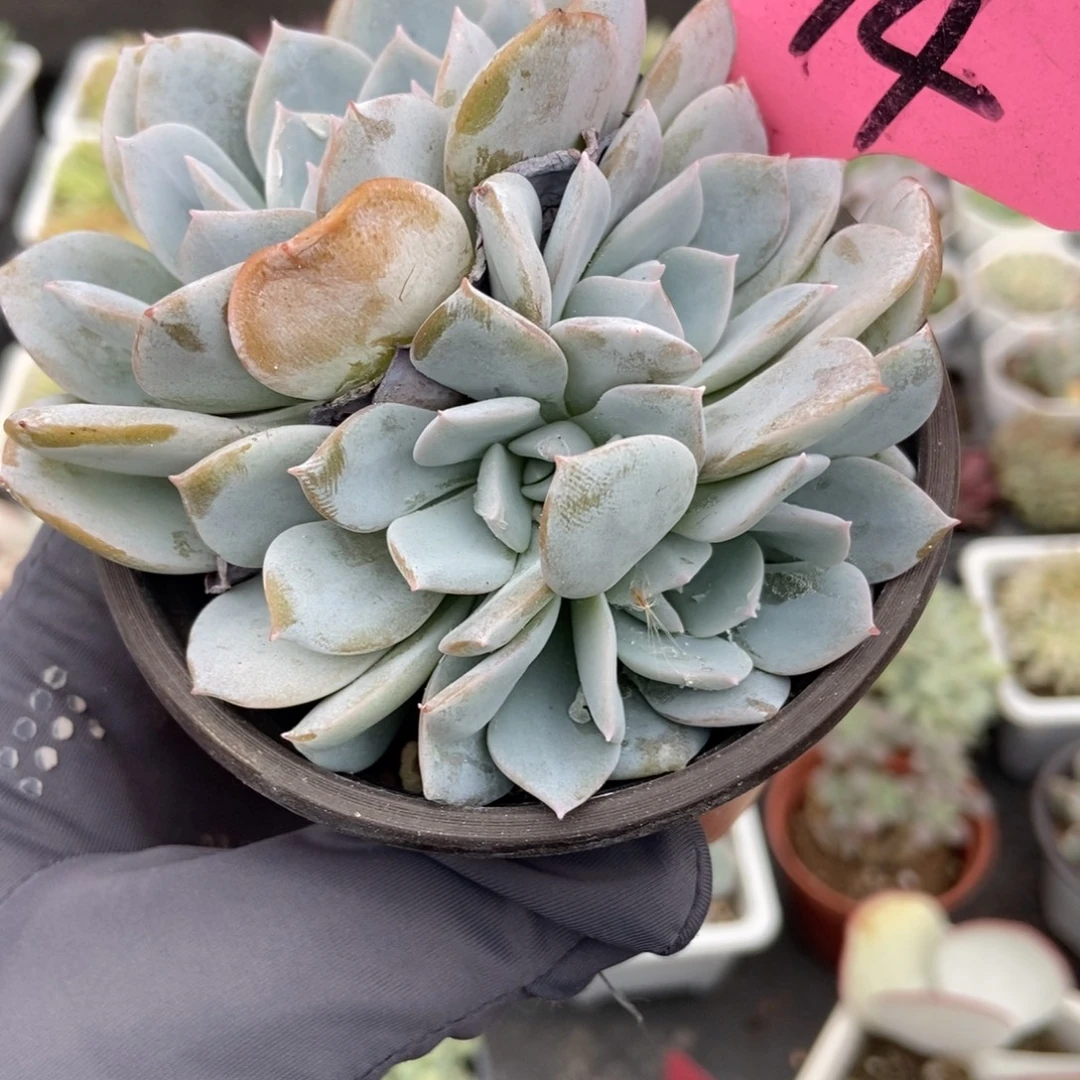 594白茶多肉植物多肉