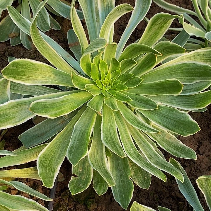 17026号君美丽白拉丝锦