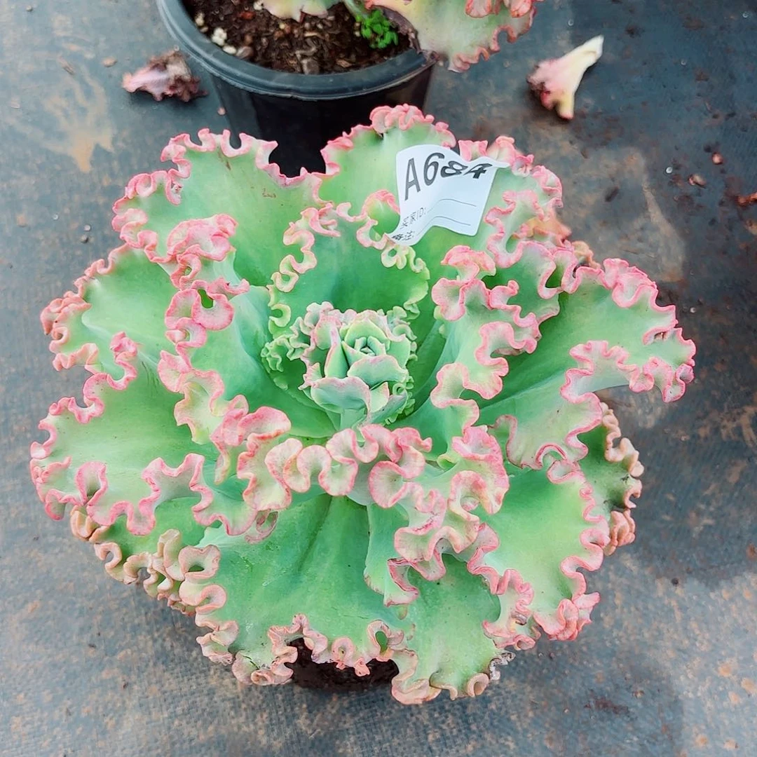 晚***白女王花粒多肉684号