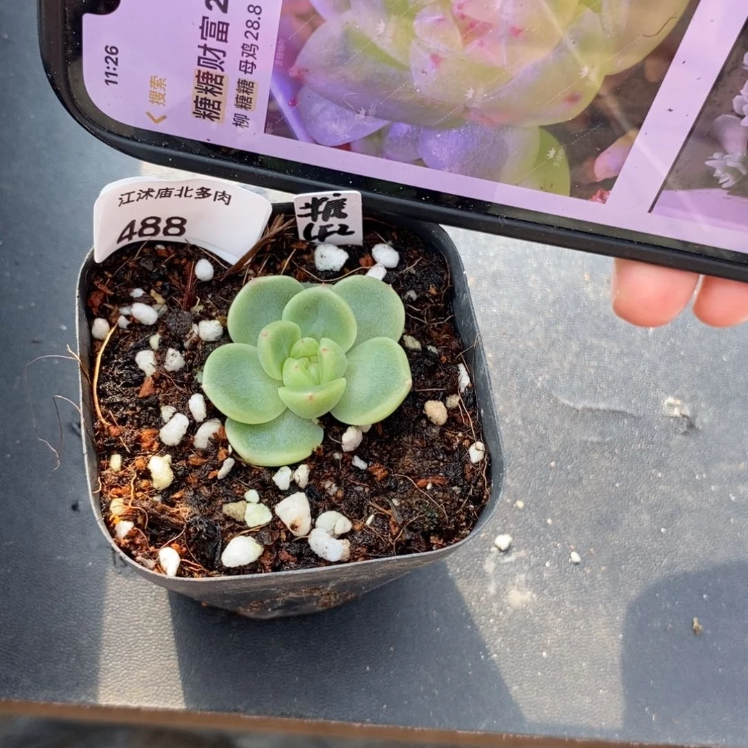 标签488糖糖财富2一个多肉
