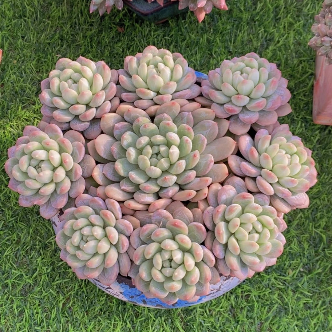 百达翡翠 一物一拍