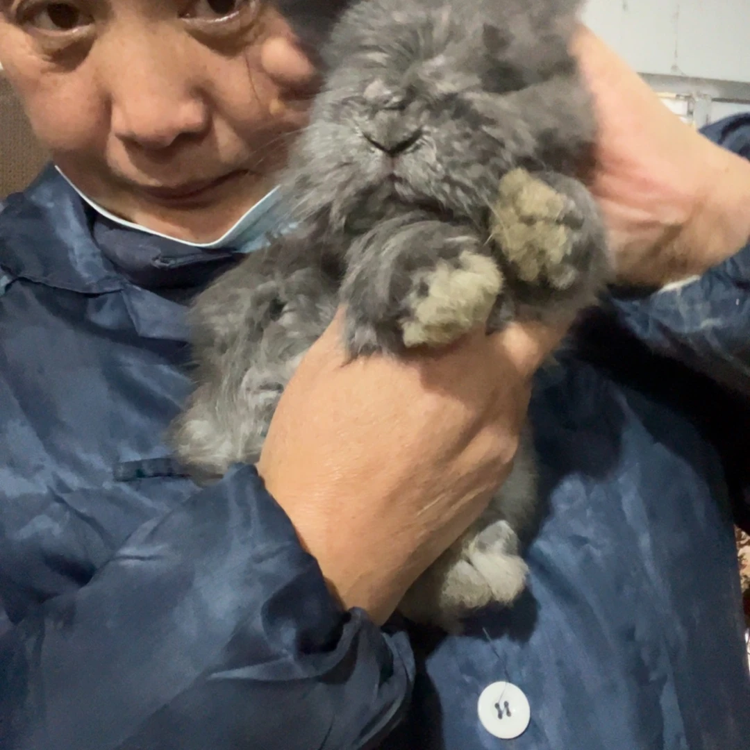 宠物兔英系安哥拉兔