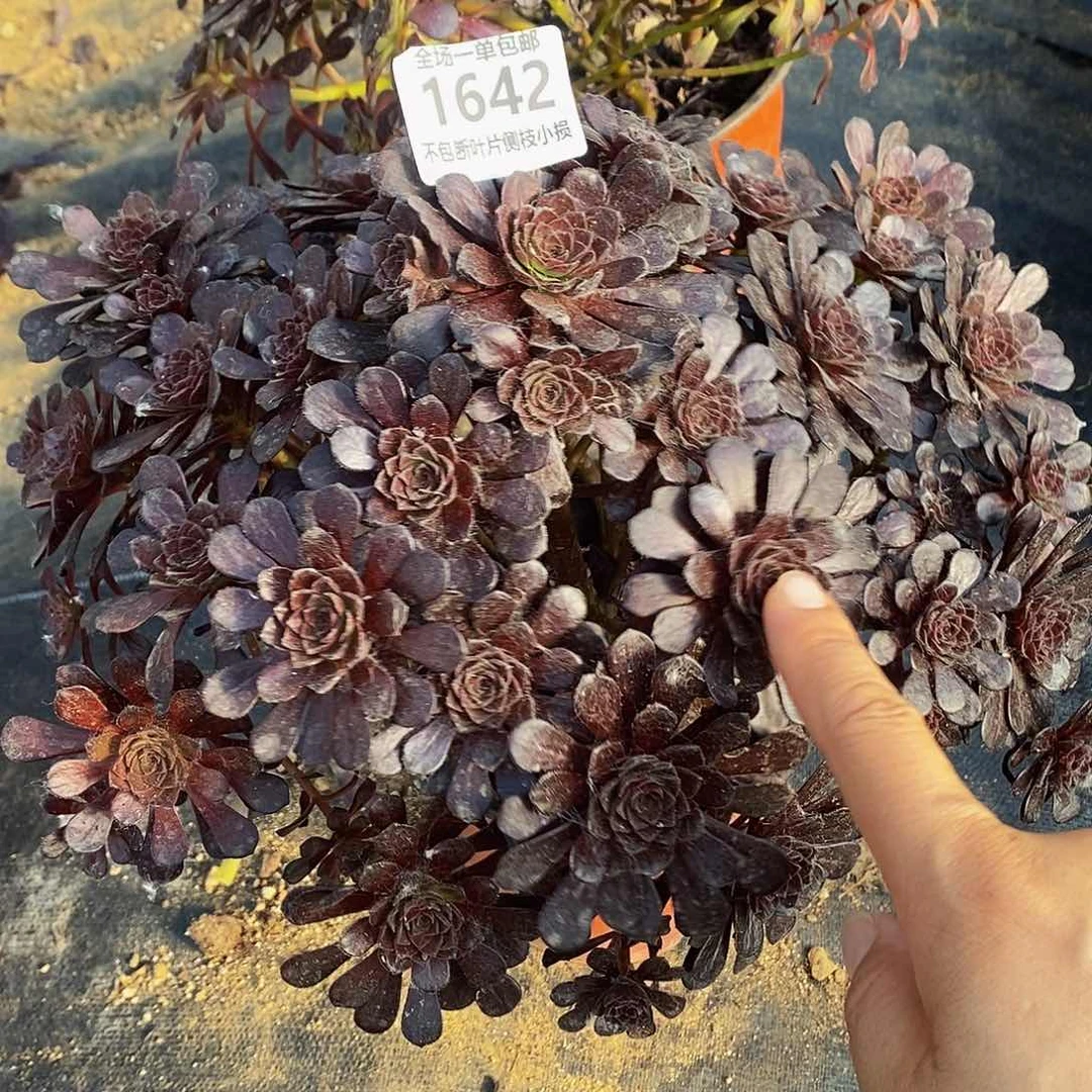 1642黑珍珠多肉法师锦
