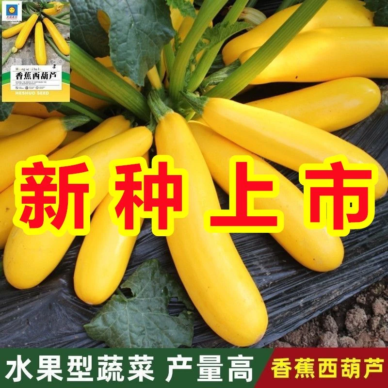 【热卖中】香蕉西葫芦种子水果型一年四季阳台易种盆栽新品种