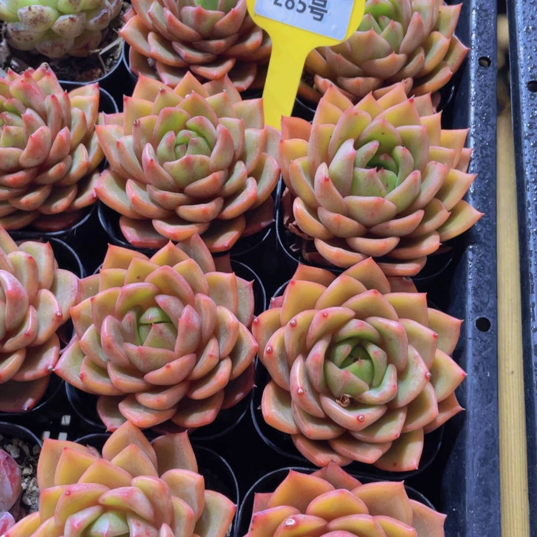 285号 摩羯座大单头一个